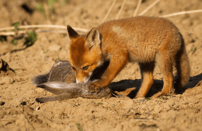 Slot Feasting Fox